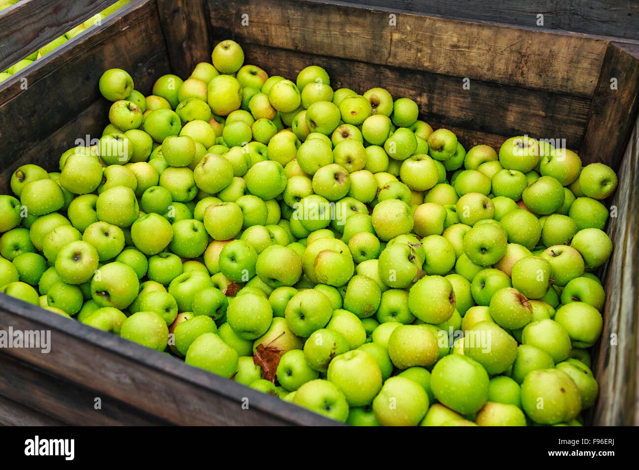 Granny Smith apples in a wood bin, at a produce market, Eastern Townships, Quebec, Canada. Stock Photo