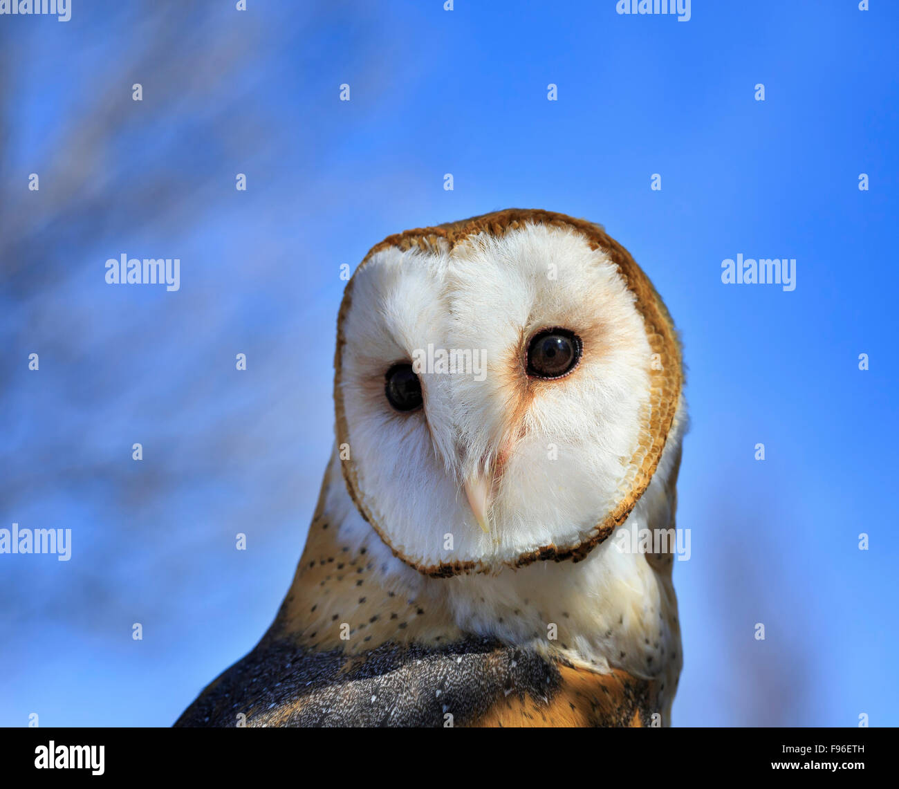 Barn Owl, tyto alba, captive, Fort Whyte, Manitoba, Canada Stock Photo