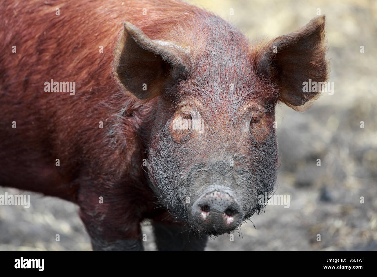 Tamworth Pig walking in mud,  Fort Whyte, Manitoba, Canada Stock Photo