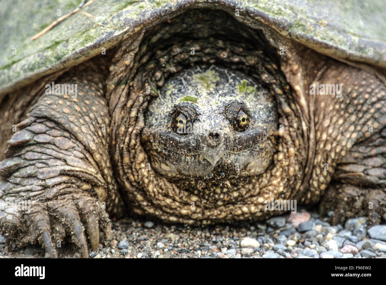 Snapping Turtle (Chelydra serpentina), Burwash, Ontario, Canada Stock