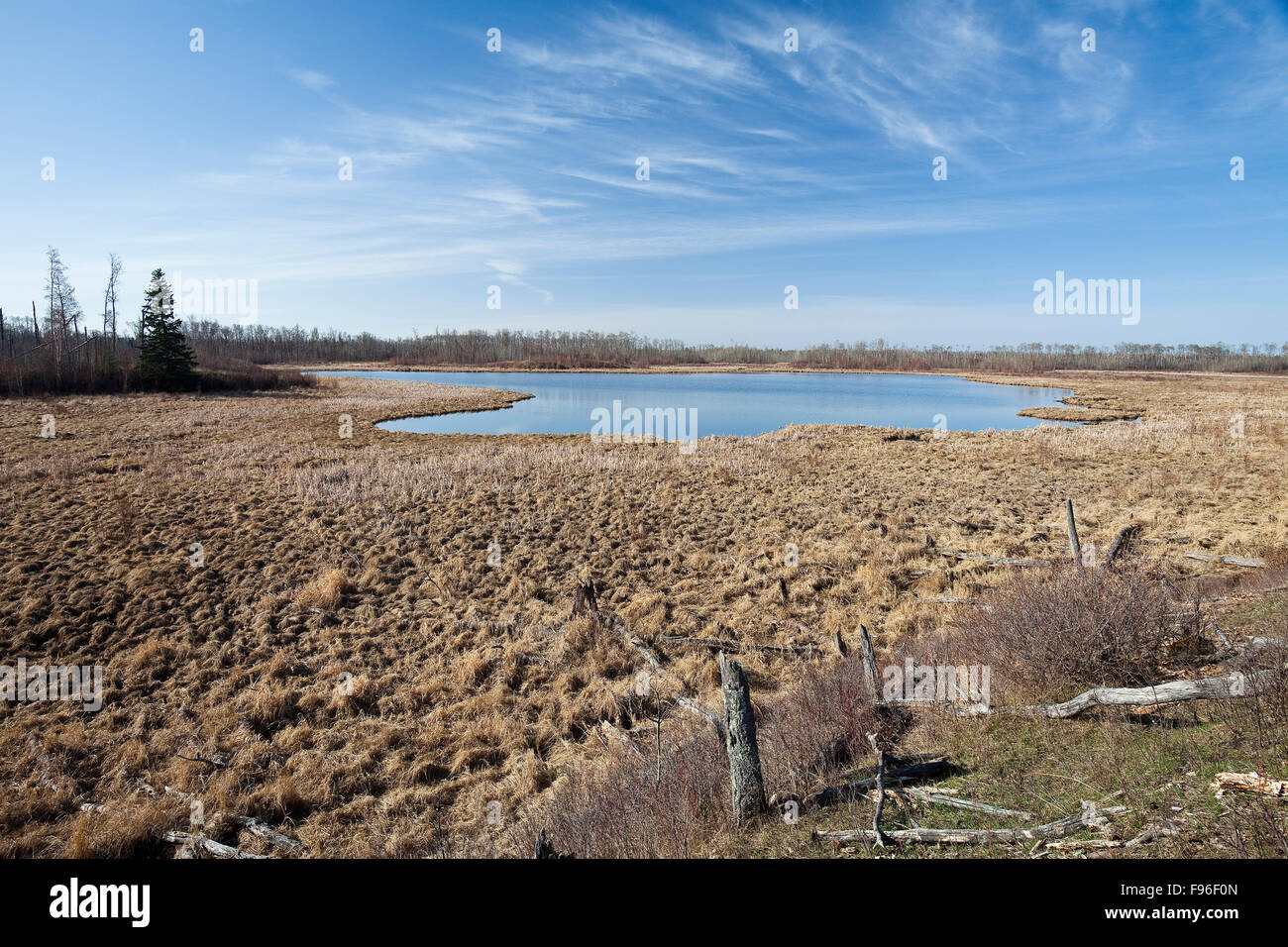 Pond and Meadow on a clear day Elk Island National Park, Alberta, Canada Stock Photo