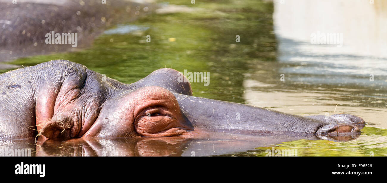 Wild Hippopotamus Sleeping Under Water Stock Photo