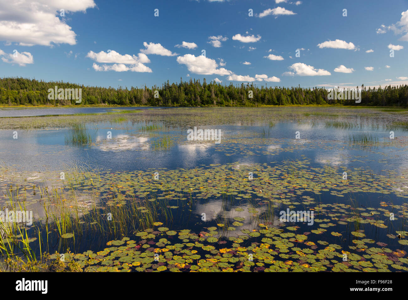 Grassy Pond, Avalon Peninsula< Newfoundland, Canada Stock Photo