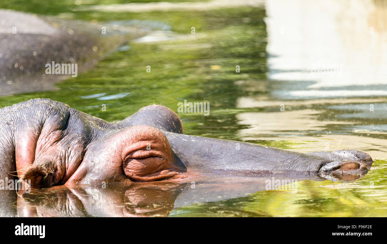 Wild Hippopotamus Sleeping Under Water Stock Photo