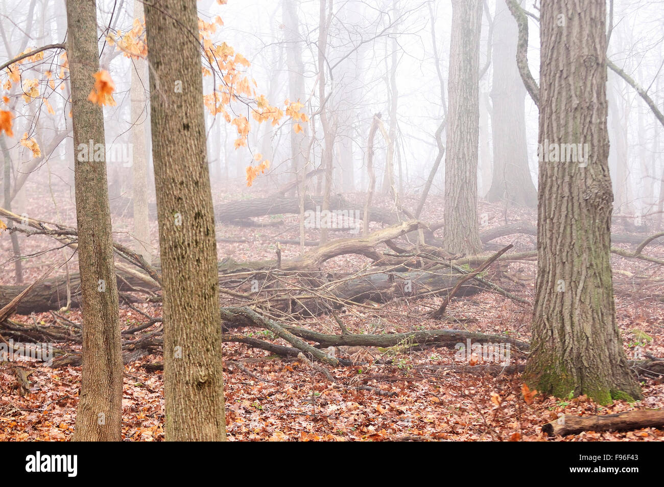 Tree trunk in foggy forest Stock Photo