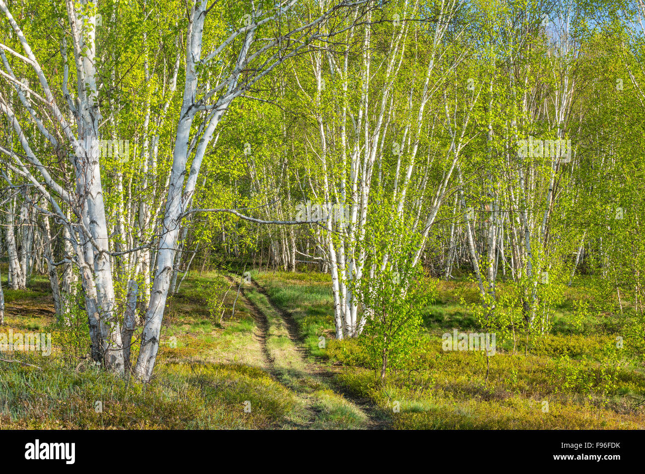Birch grove (Betula papyrifera), Sudbury, Ontario, Canada Stock Photo