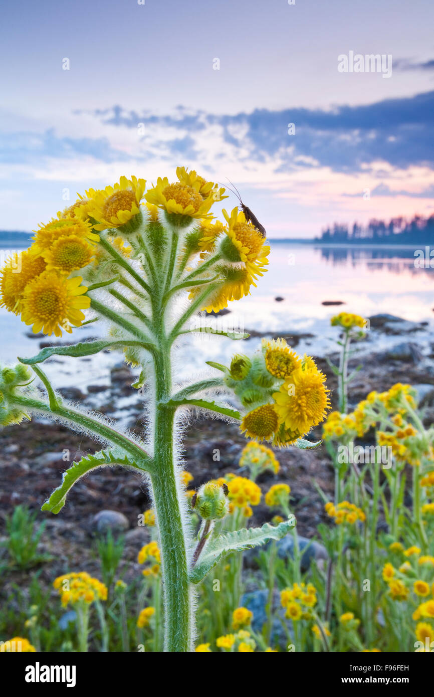 Insect perched on a Marsh Ragwort plant on the shoreline of Astotin Lake, Elk Island National Park, Alberta, Canada Stock Photo