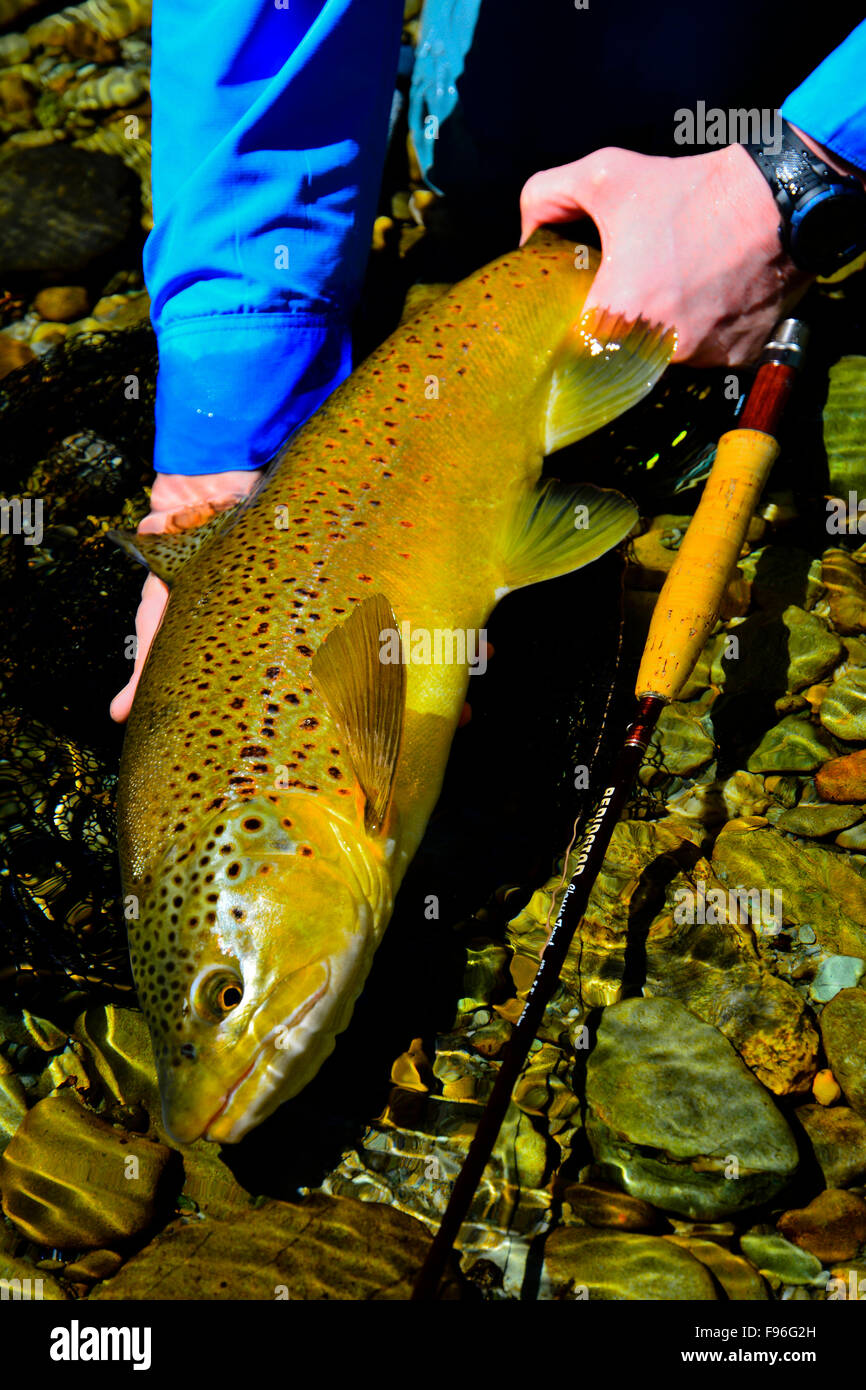 Fisherman holding a Brown Trout in New Zealand Stock Photo Alamy