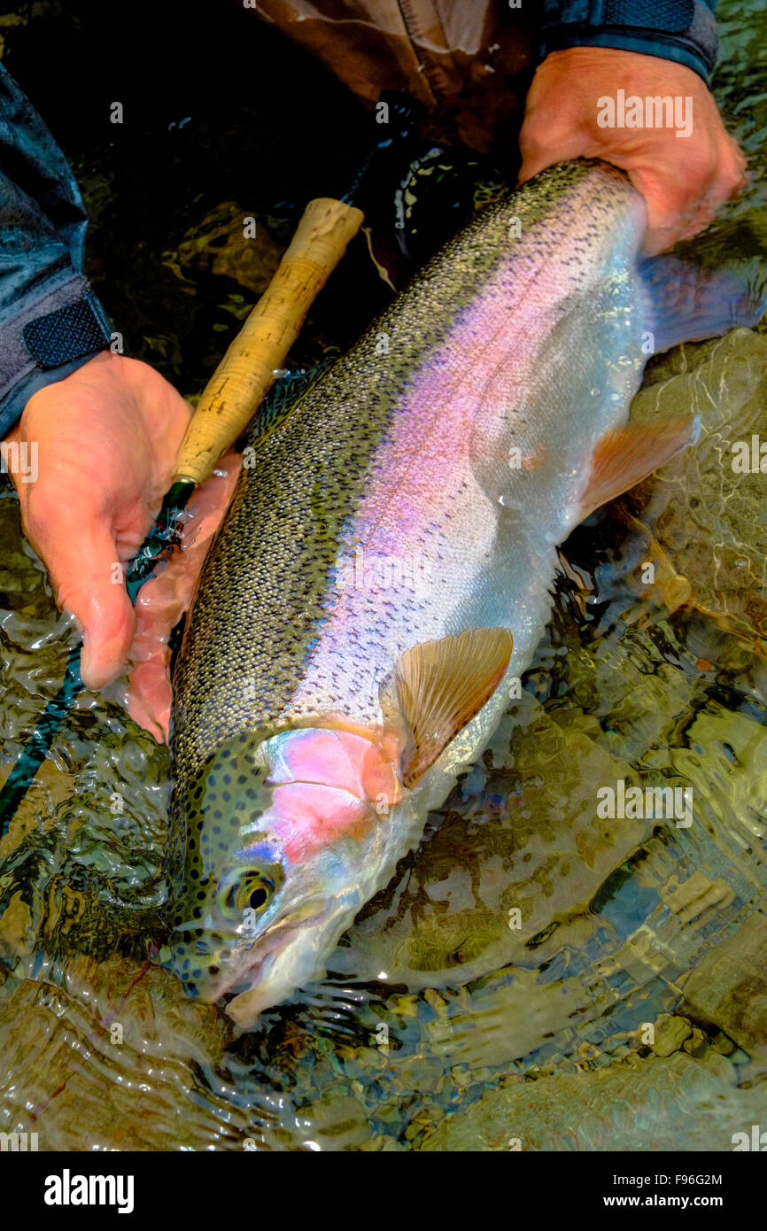 Rainbow Trout, South Island, New Zealand Stock Photo - Alamy