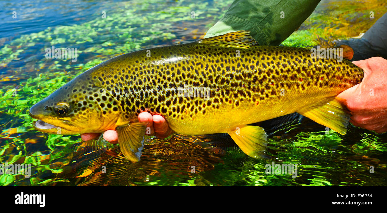 Fisherman holding Spring Creek Brown Trout, Spring Creek, New Zealand