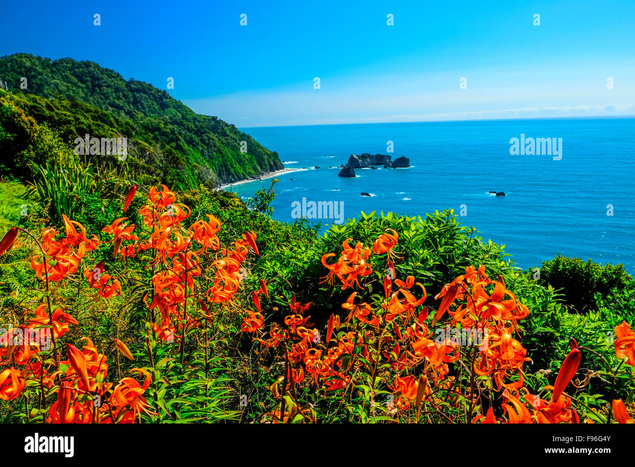 WIld flowers along the West Coast of the South Island,  New Zealand Stock Photo