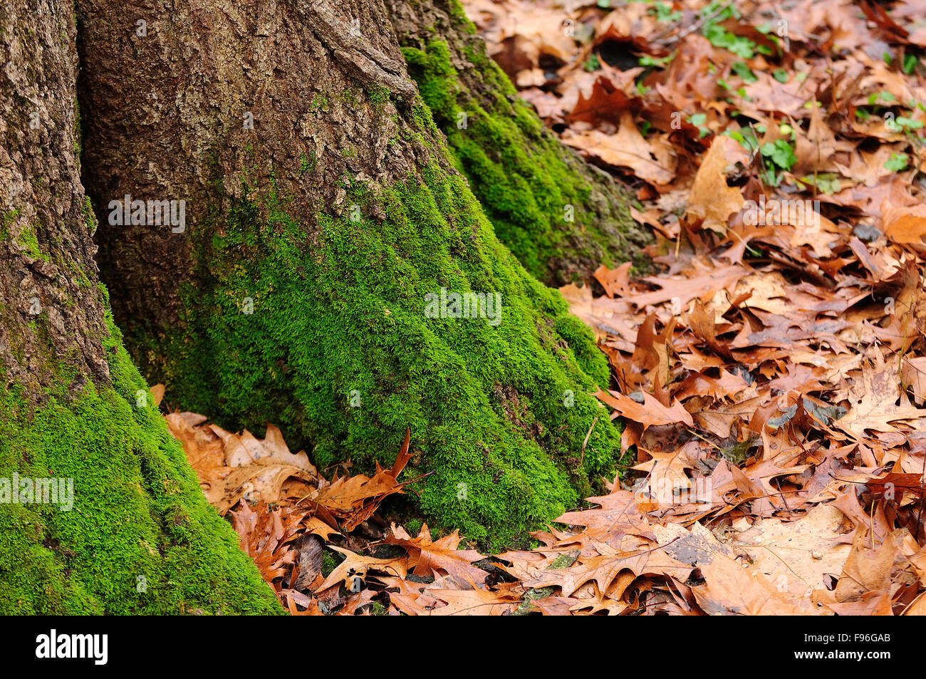 Moss Growing On North Side Of Tree