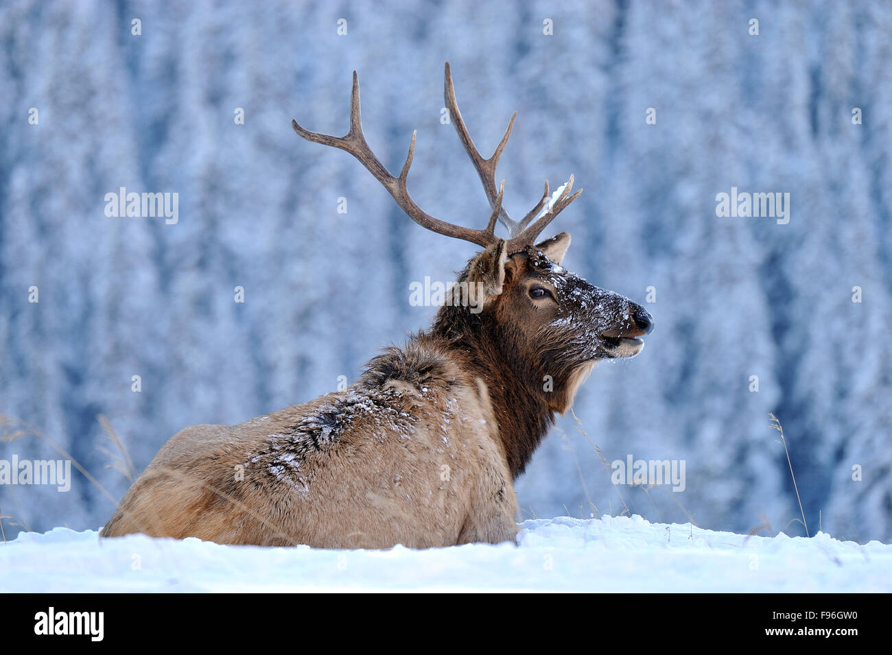 A Bull Elk  'Cervus elaphus', laying down in the fresh snow in his winter habitat in Jasper National Park Alberta Canada. Stock Photo