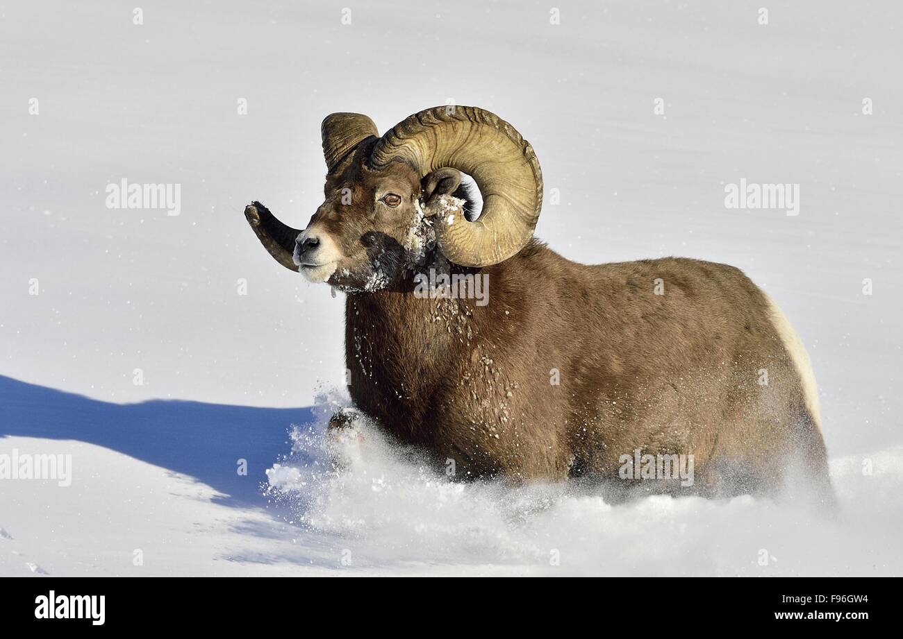 A wild rocky mountain bighorn sheep 'Ovis canadensis', wading through ...