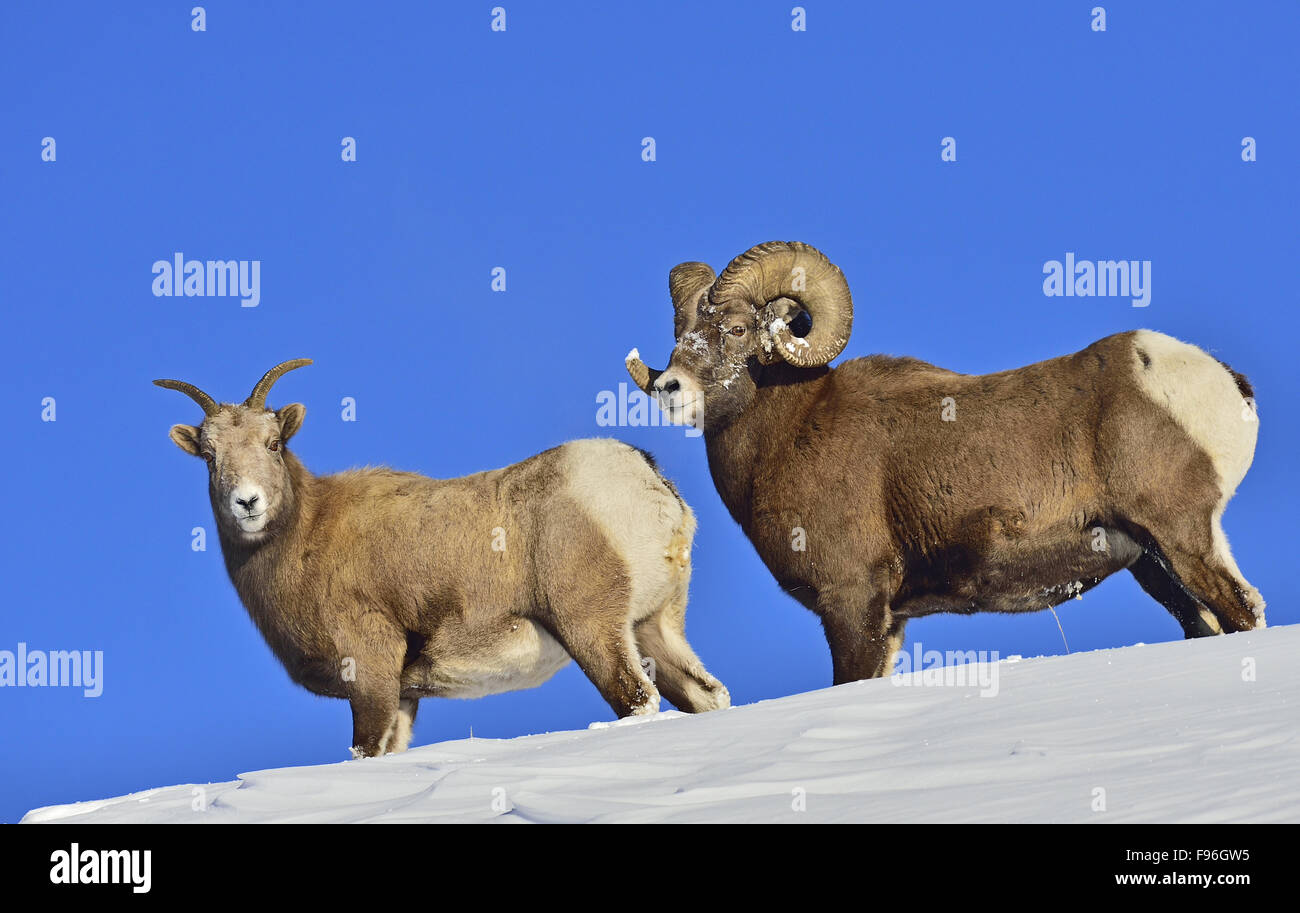 Two bighorn sheep hi-res stock photography and images - Alamy