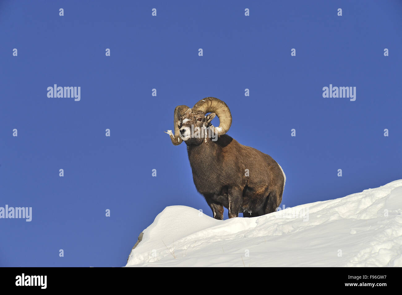 An adult male Bighorn sheep 'Ovis canadensis', standing on top of a ...