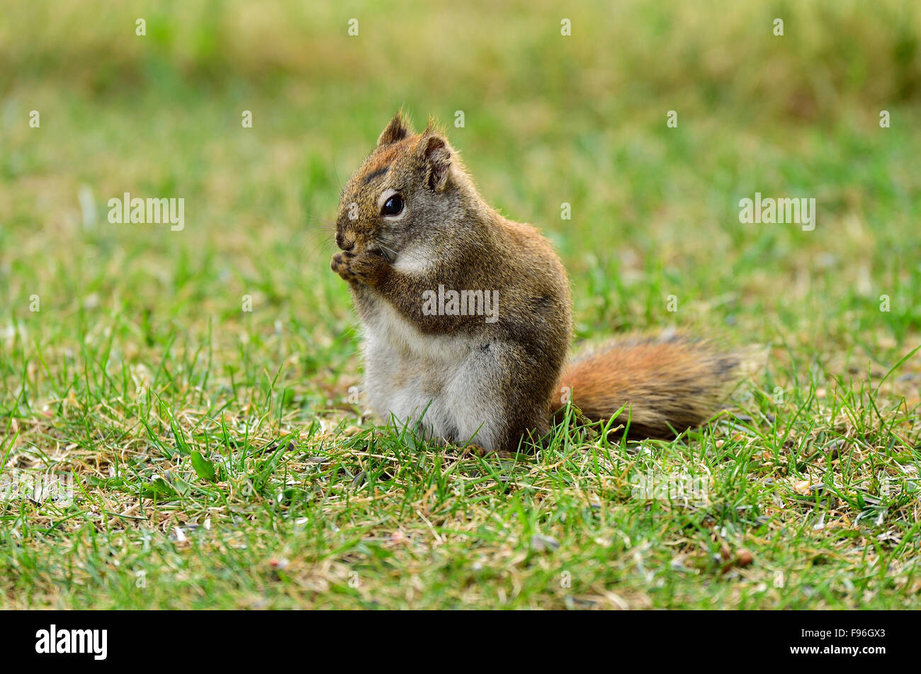 An image of a red squirrel, Tamiasciurus hudsonicus, sitting  on the green grass of spring feeding on some seeds in rural Stock Photo