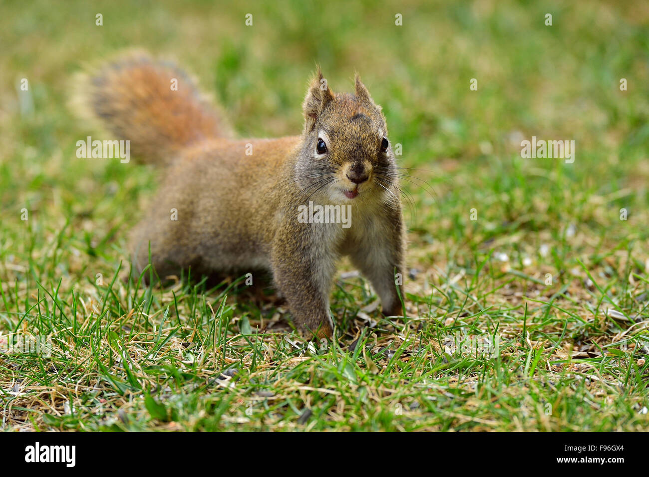 An image of a red squirrel, Tamiasciurus hudsonicus,  on green grass in Alberta Canada. Stock Photo