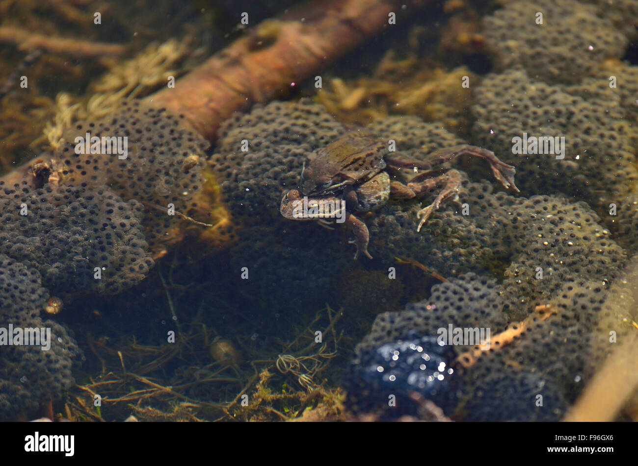 Wood frog eggs hi-res stock photography and images - Alamy