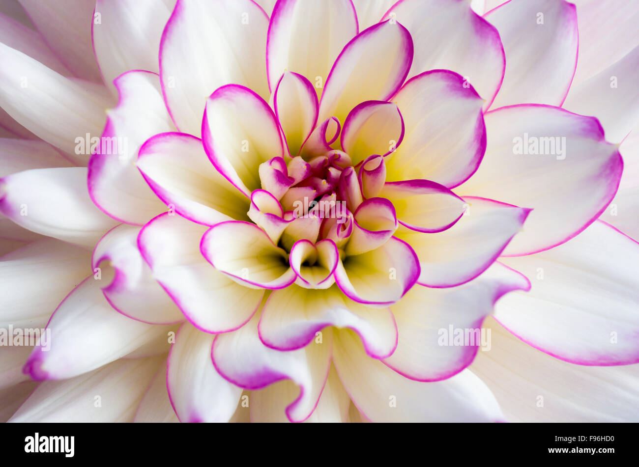 Pink dahlia flower hi-res stock photography and images - Alamy