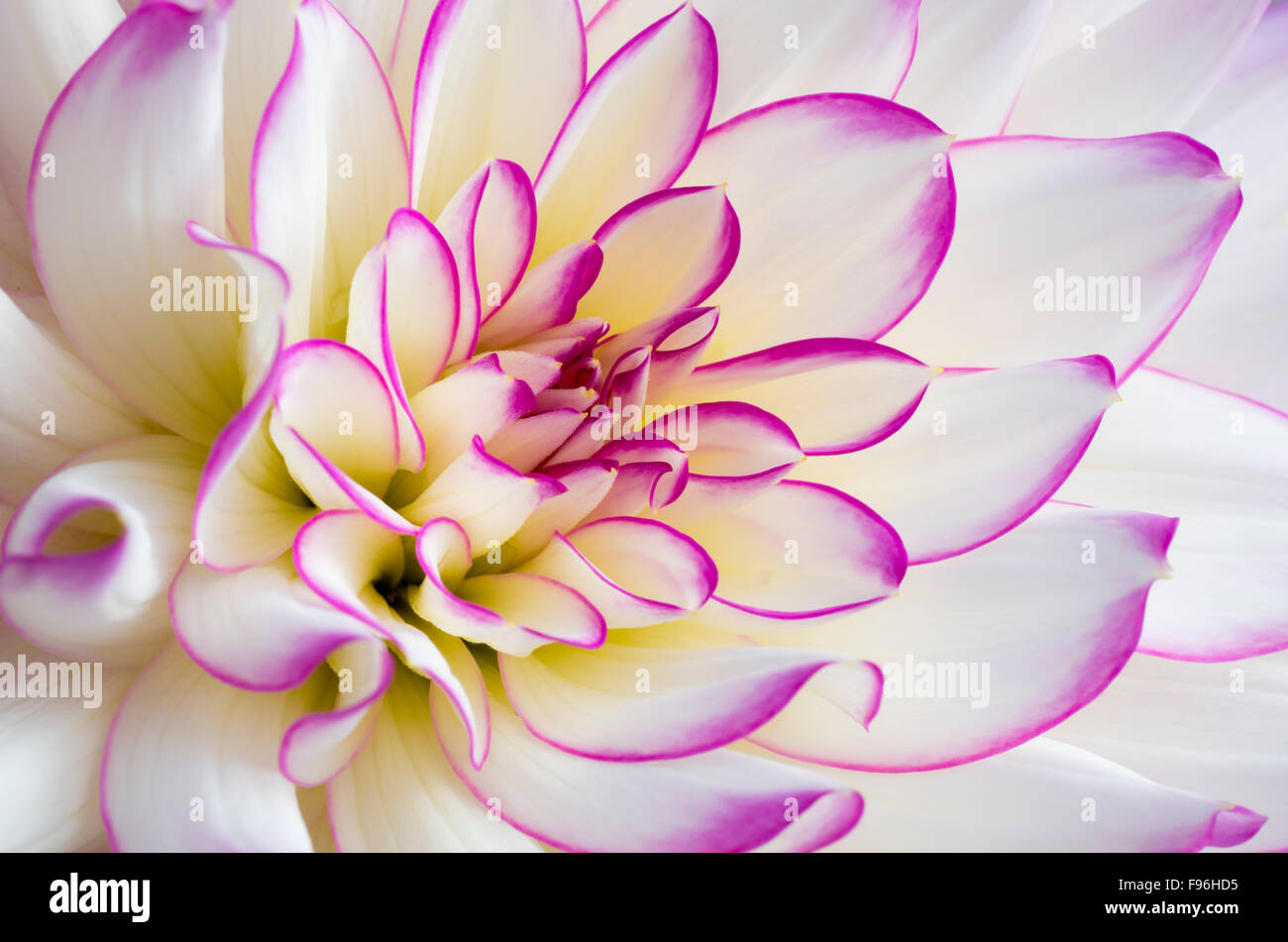 Pink dahlia flower hi-res stock photography and images - Alamy