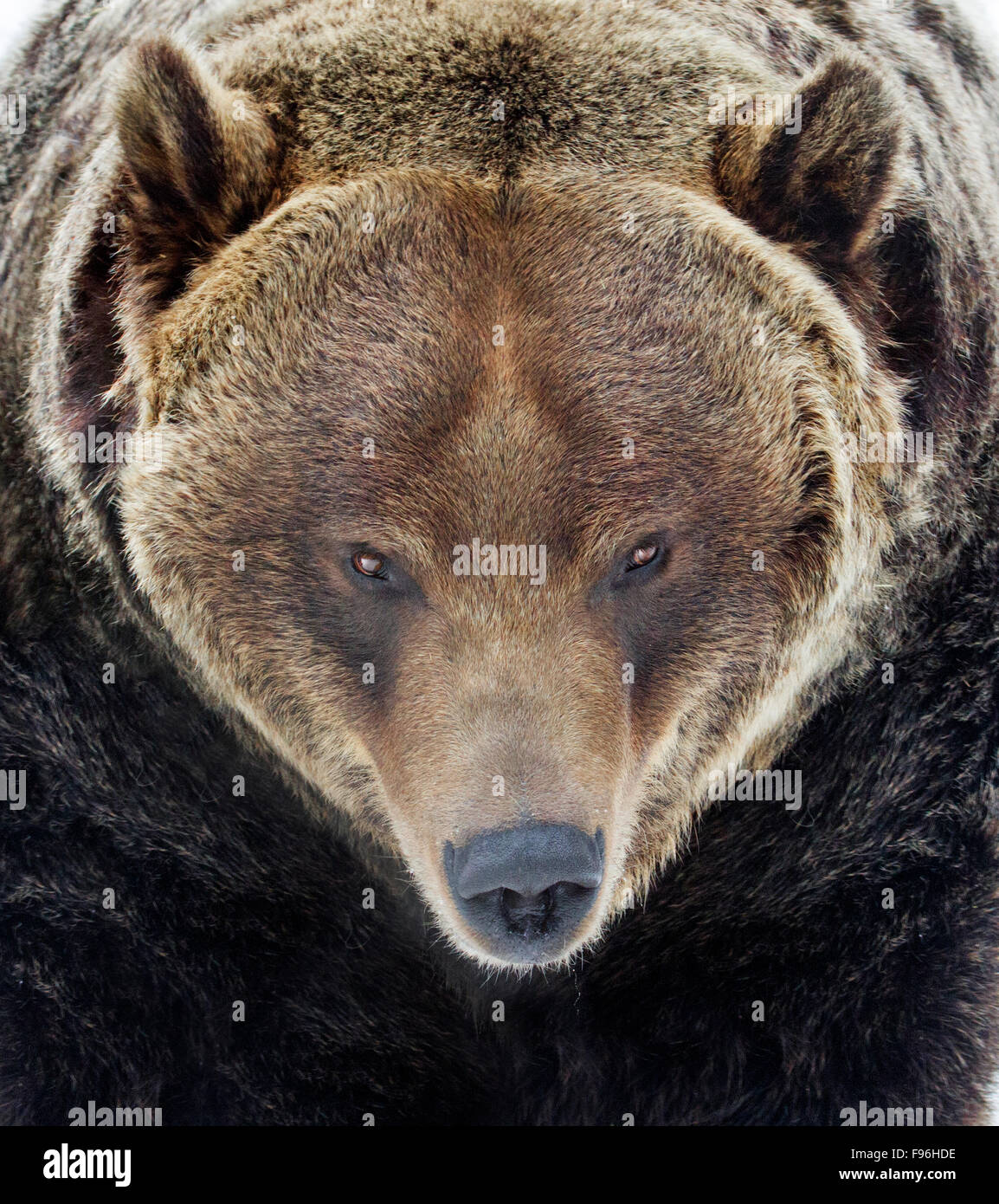 A Grizzly Bear (Ursus arctos) facing the camera head on, in Saskatoon, Saskatchewan. Stock Photo
