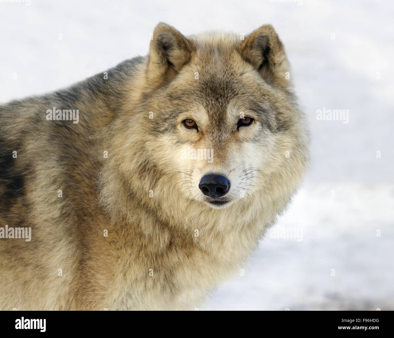 Gray Wolf (Canis lupus) in Saskatoon, Saskatchewan Stock Photo