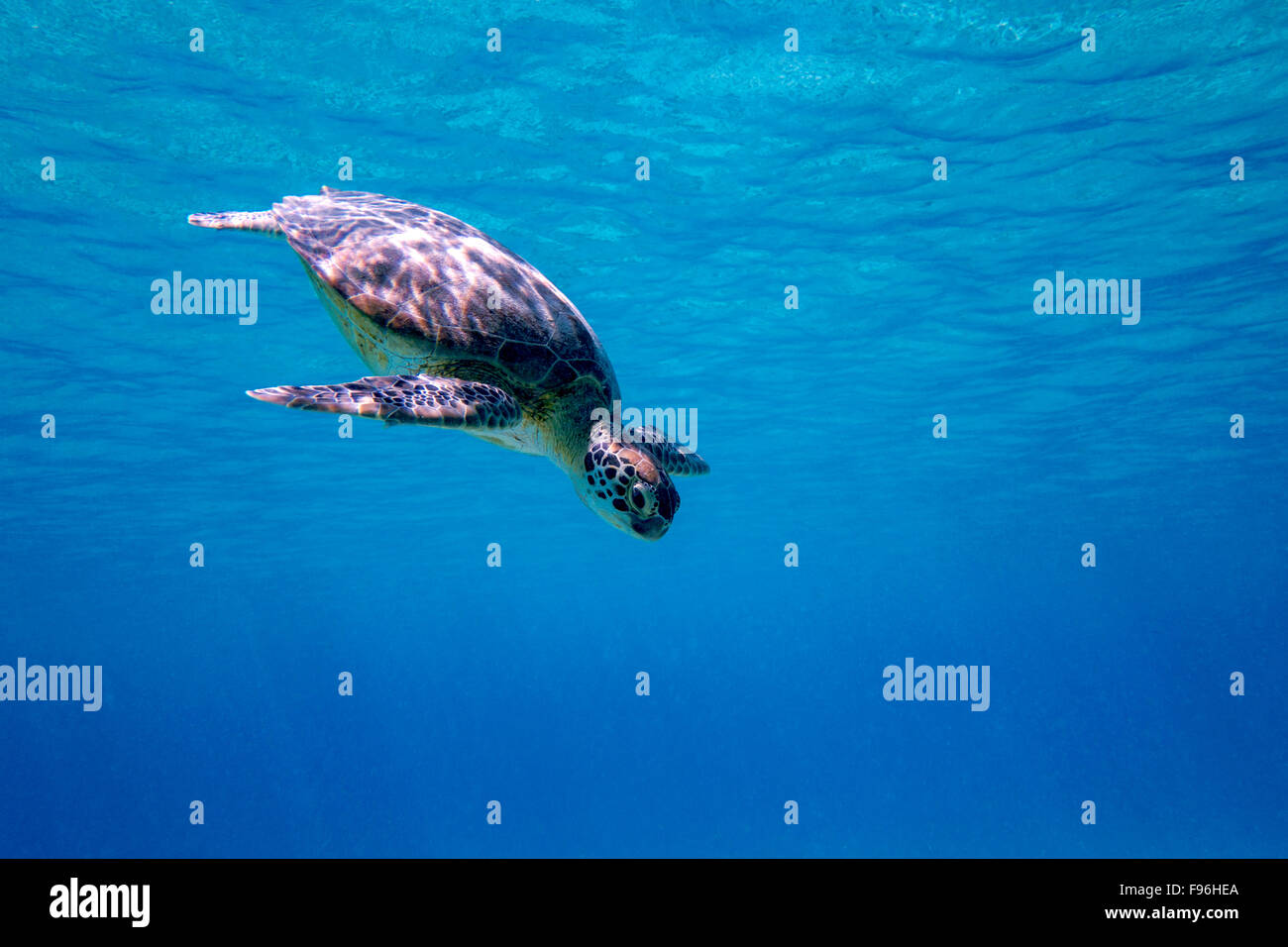 A Green sea turtle swimming in the blue waters of Bonaire in the Caribbean Stock Photo