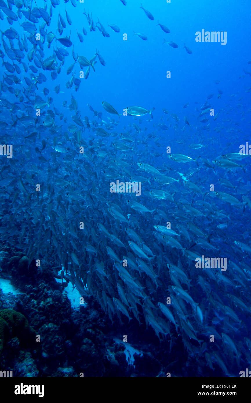 Schooling fish bonaire fish fish hires stock photography and images