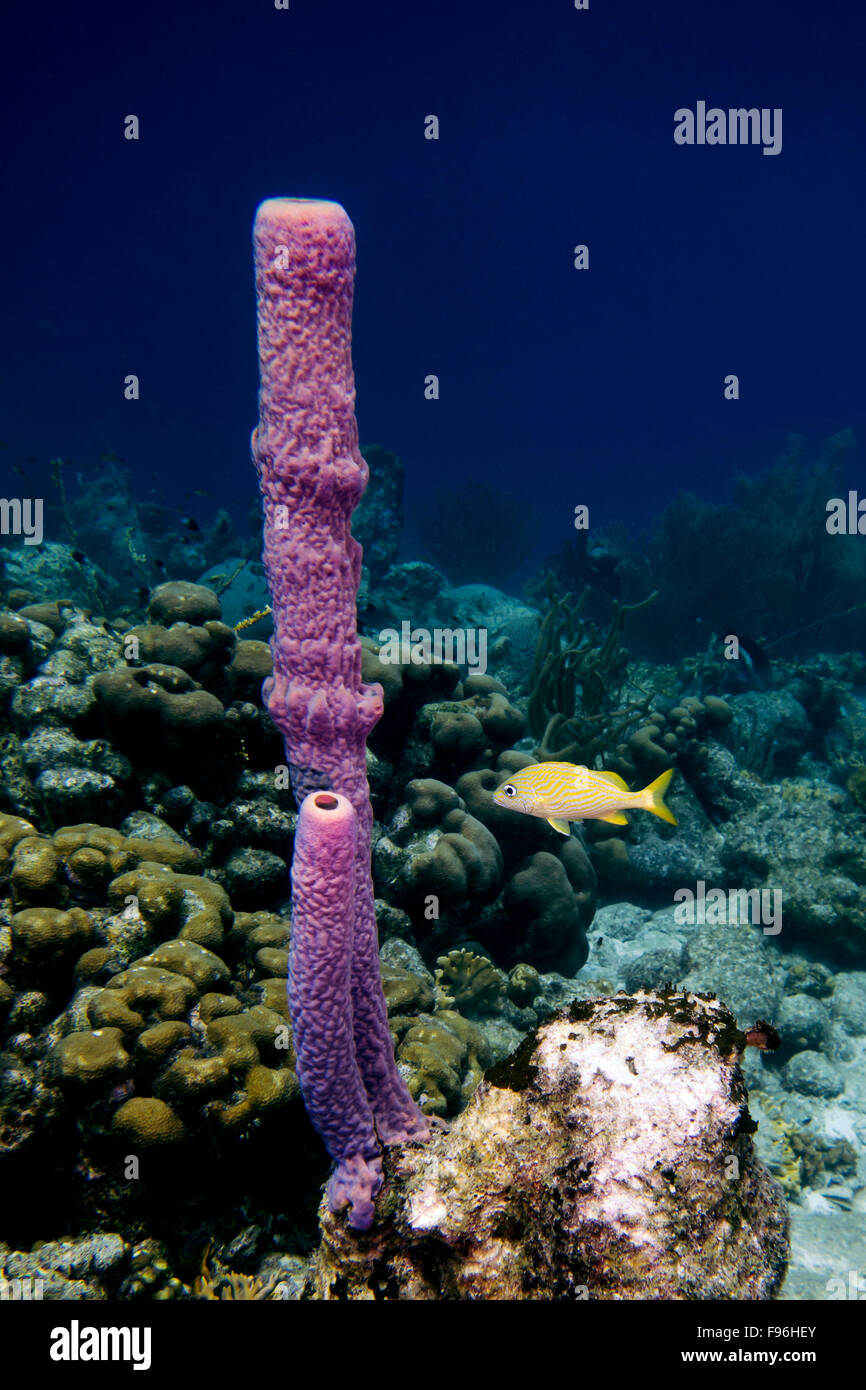 Branching vase coral and a French Grunt in the tropical waters of Bonaire in the Caribbean Stock Photo