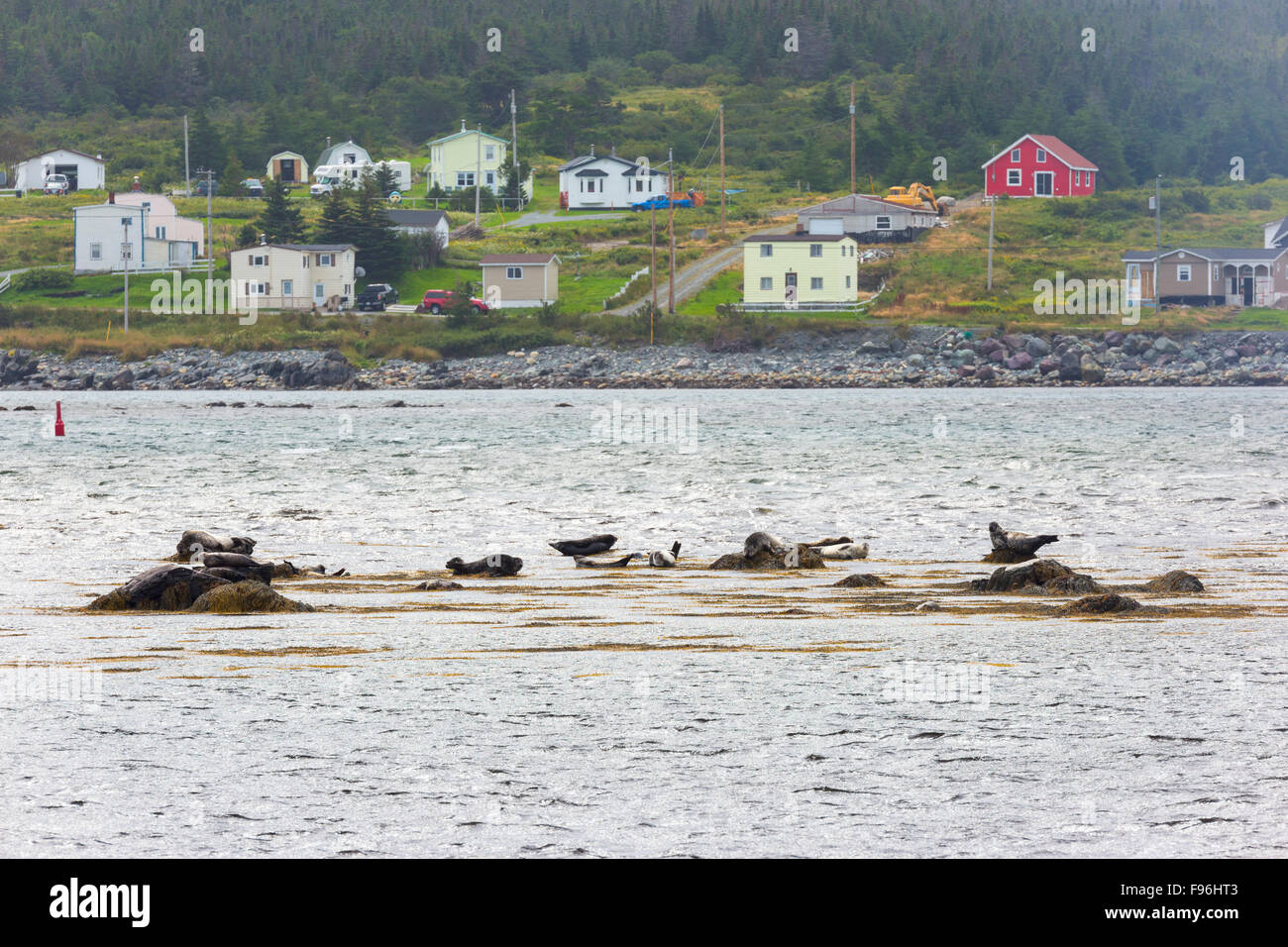 Seals on rocks, Renews, Newfoundland, Canada Stock Photo Alamy