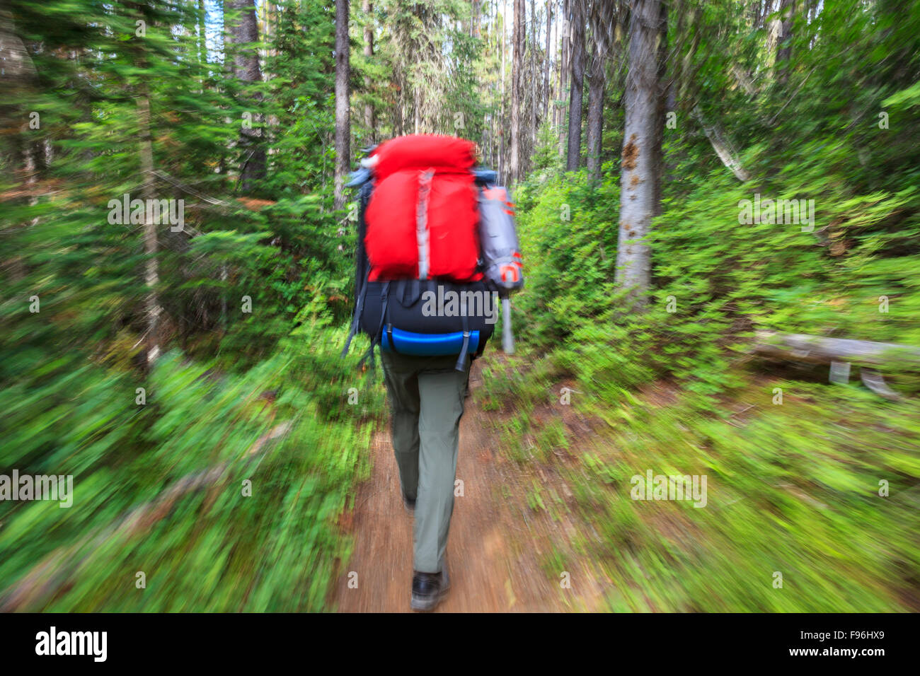 A backpacker hikes through the subalpine forest to Egypt Lake in Banff National Park, Alberta, Canada. Model Released Stock Photo