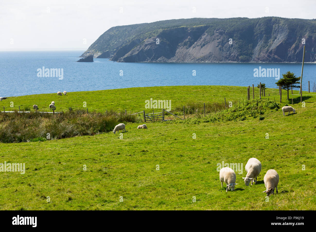 Sheep grazing, Branch, Newfoundland, Canada Stock Photo