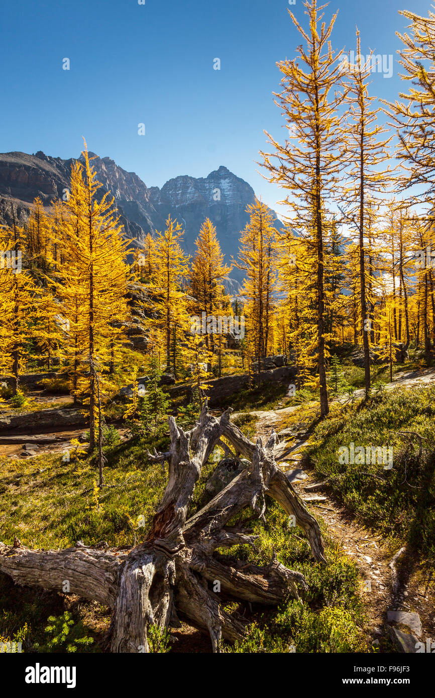 Alpine larch ( Larix lyallii) in fall color at Lake O'Hara in Yoho ...