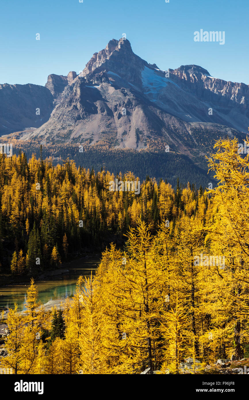 Alpine larch ( Larix lyallii) in fall color at Lake O'Hara in Yoho ...