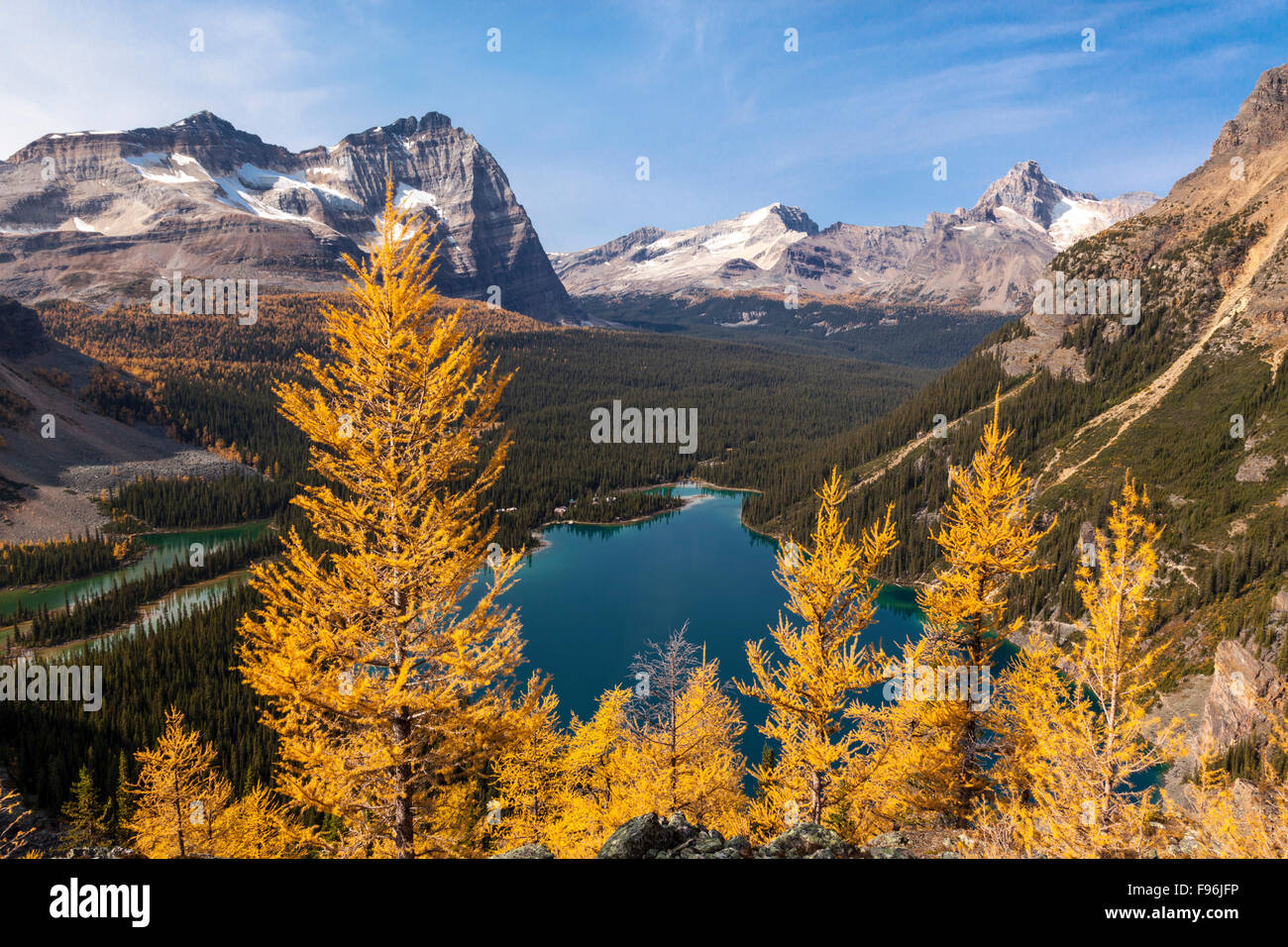 Alpine larch ( Larix lyallii) display their fall color overlooking Lake O'Hara in Yoho National Park, British Columbia Canada. Stock Photo