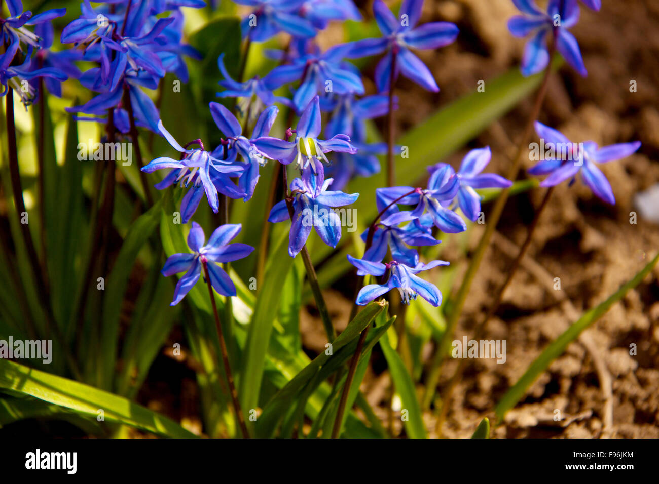 Floral background of first spring flowers close up Stock Photo - Alamy