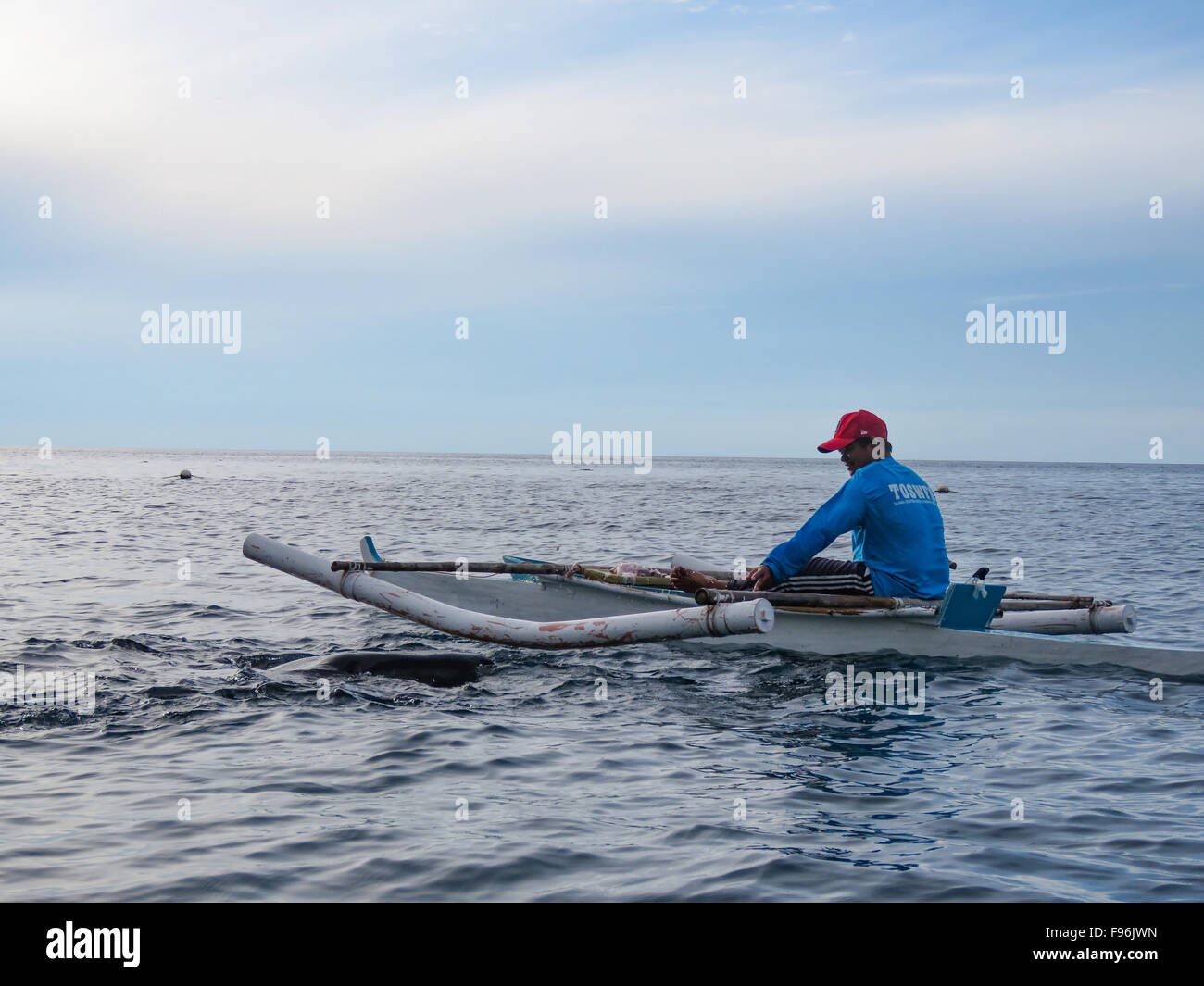 Whale sharks, Philippines Stock Photo - Alamy