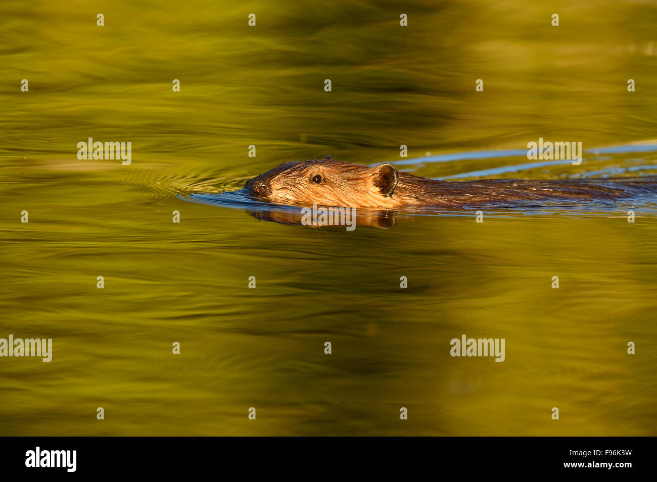 A wild beaver ' Castor canadenis', swimming in the warm tones water of