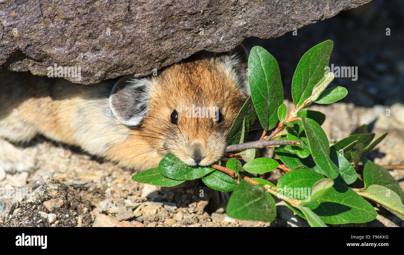 Pika (Ochotona princeps), with bearberry leaves, Canadian Rockies Stock Photo
