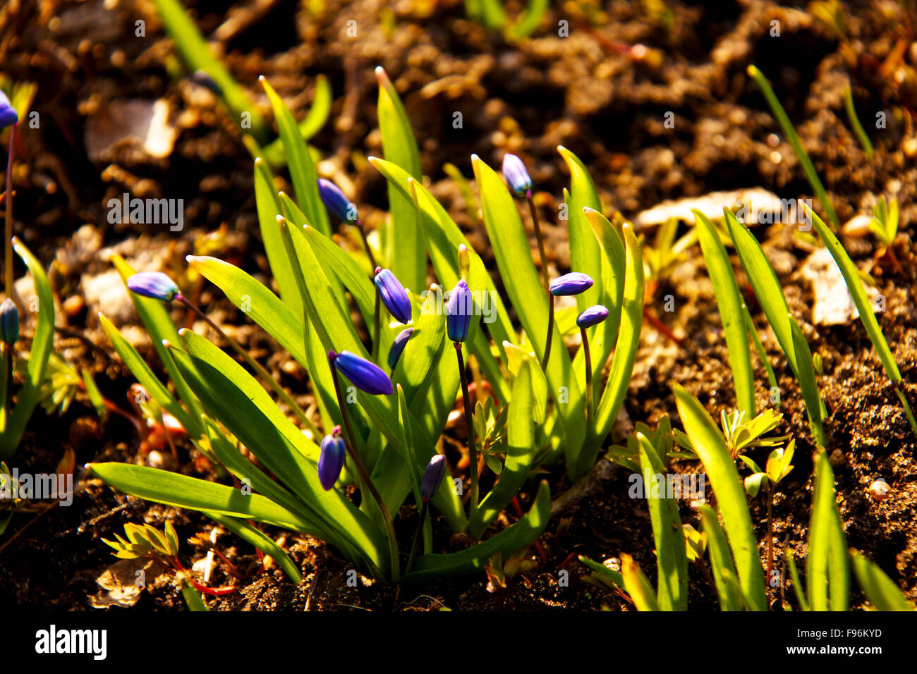 Floral background of first spring flowers close up Stock Photo - Alamy