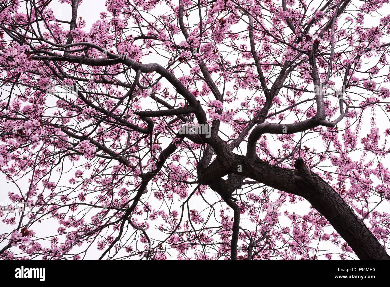 Cherry blossom tree with pink flowers in full bloom Stock Photo