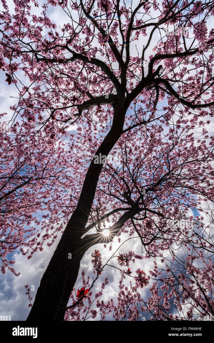 Cherry blossom tree with pink flowers in full bloom. Stock Photo