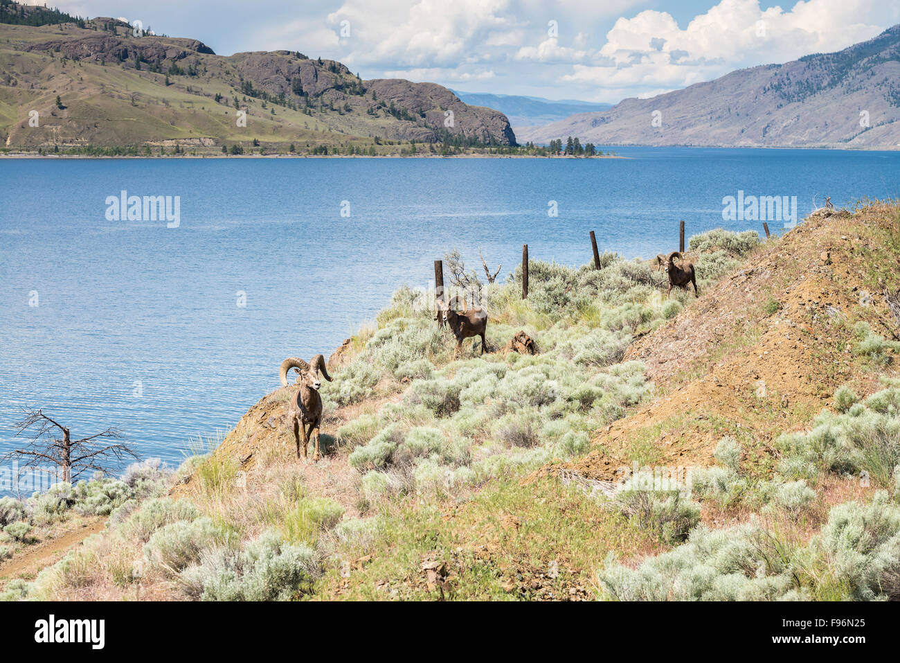 Three Bighorn sheeps, Ovis Canadensis, along Kamloops Lake in British Columbia, Canada Stock Photo