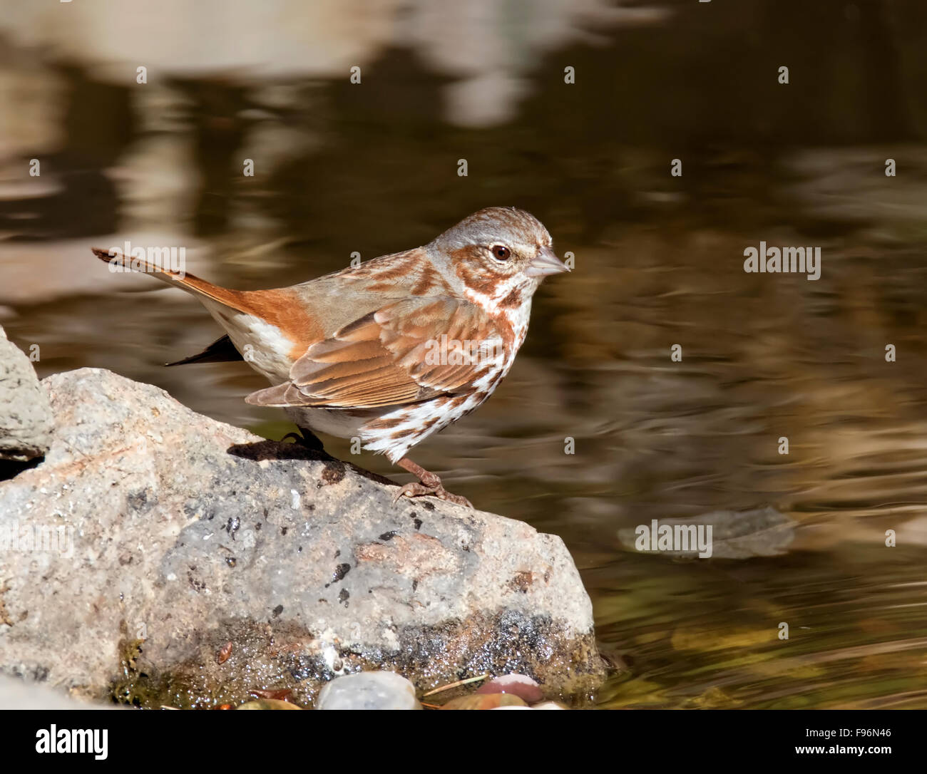 A Fox Sparrow, Passerella iliaca, drinking from a pond in Saskatoon Stock Photo