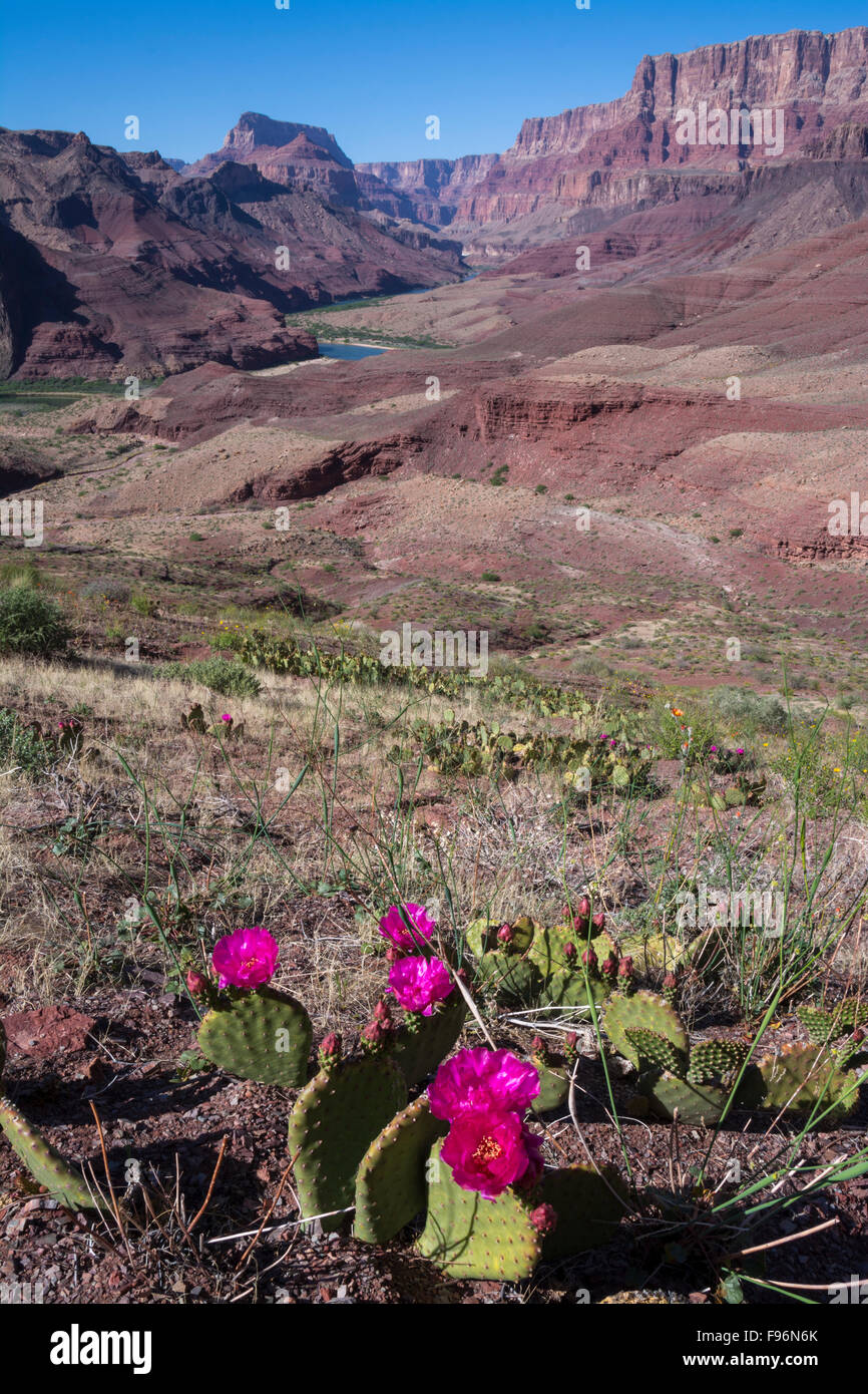 Opuntia basilaris, the Beavertail Cactus, Tanner Trail, Colorado River, Grand Canyon, Arizona, United States Stock Photo