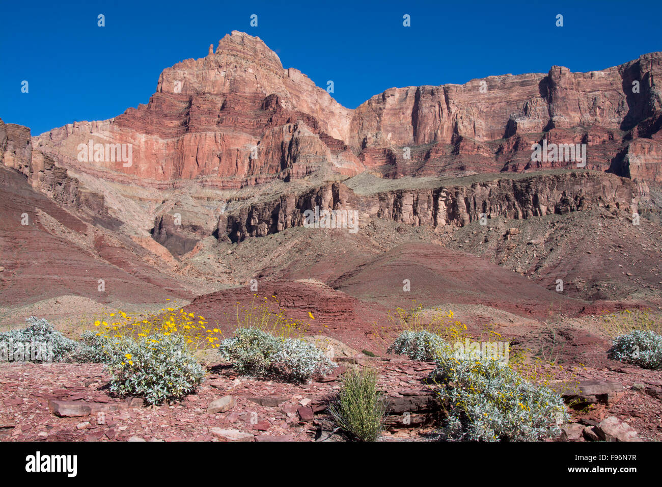 Brittlebush, Encelia farinosa, Tanner Trail, Colorado River, Grand