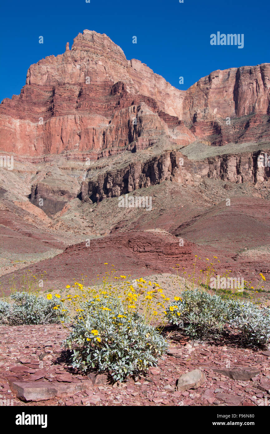 Brittlebush, Encelia farinosa, Tanner Trail, Colorado River, Grand