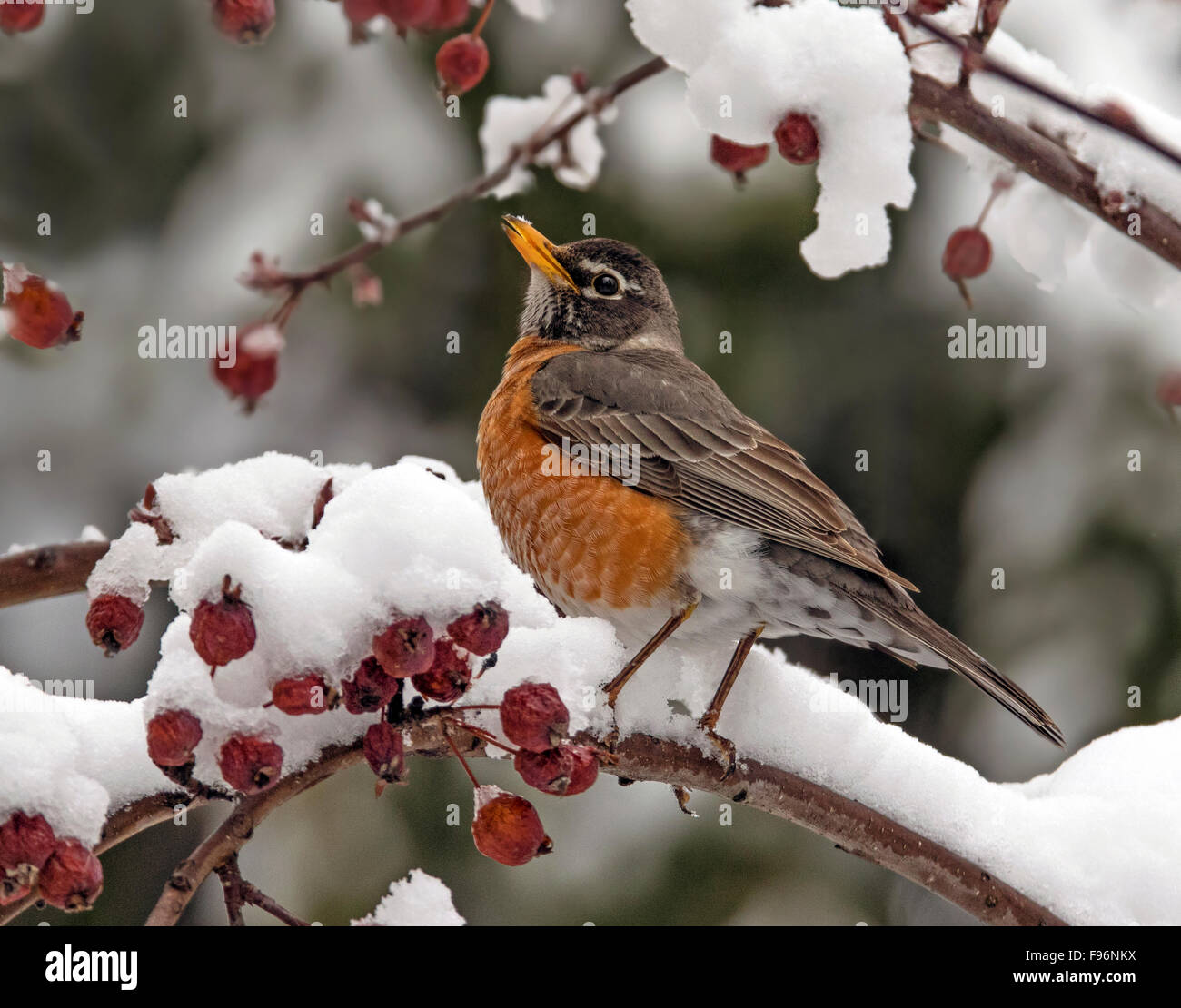 American Robin, Turdus migratorius, perched on a snowy branch in Saskatchewan, Canada Stock Photo