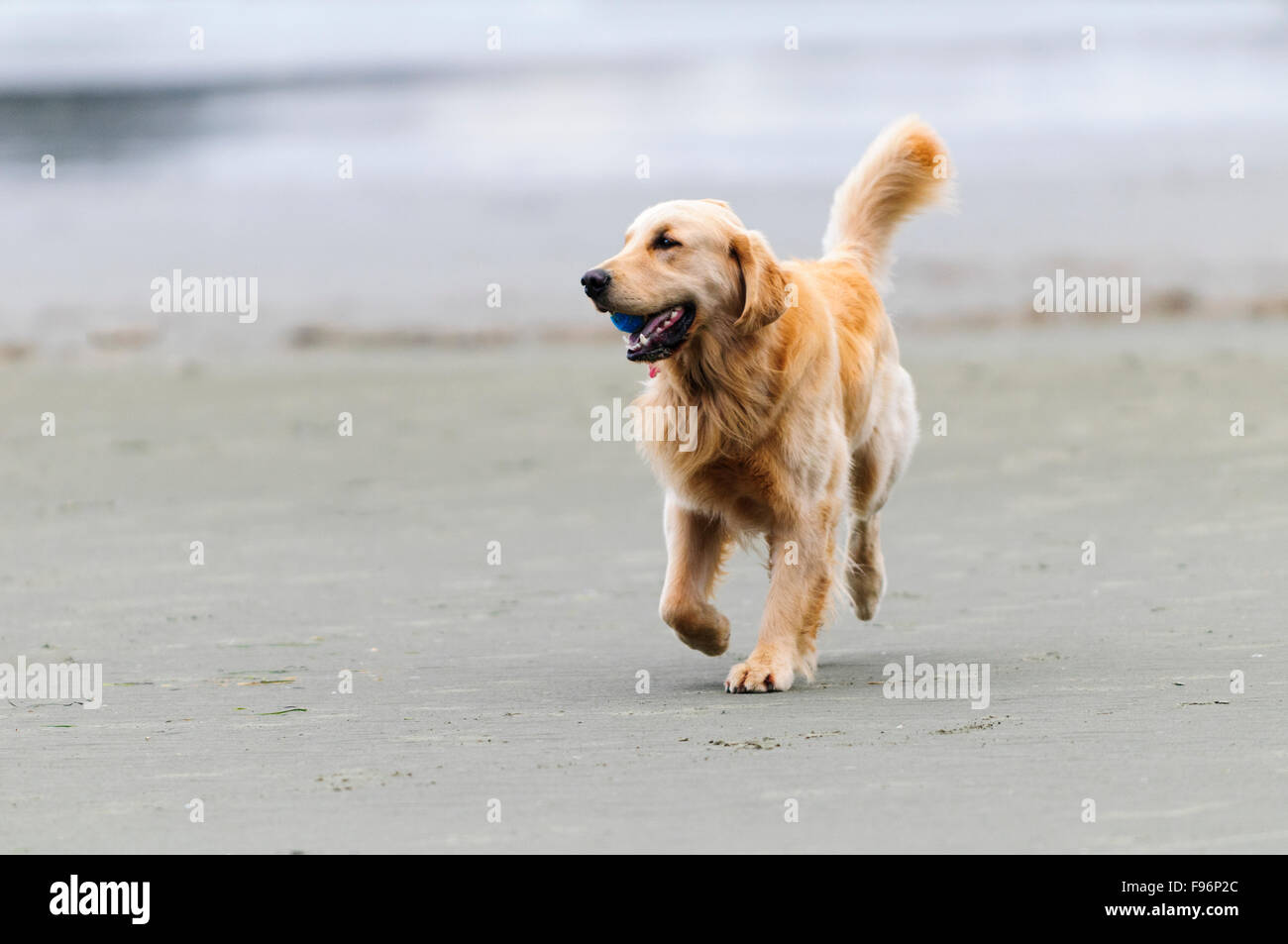 A young Golden Retriever retrieving a ball on Chesterman Beach in Tofino, British Columbia. Stock Photo